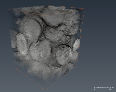 Battery Cathode Microstructure Battery Cathode Microstructure